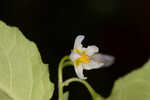 Black nightshade